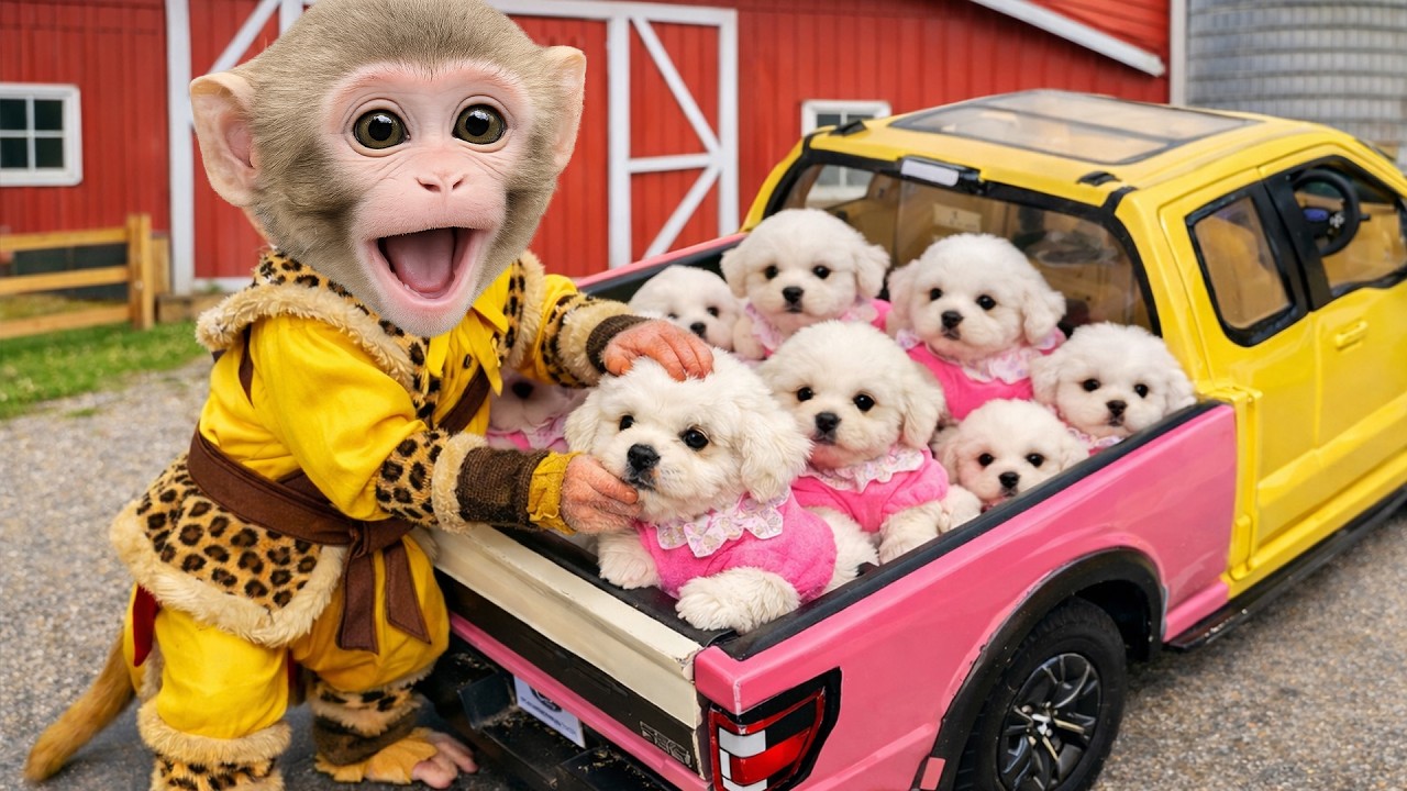 Smart Bim Bim taking care of Obi the puppy and Obi the monkey is so funny