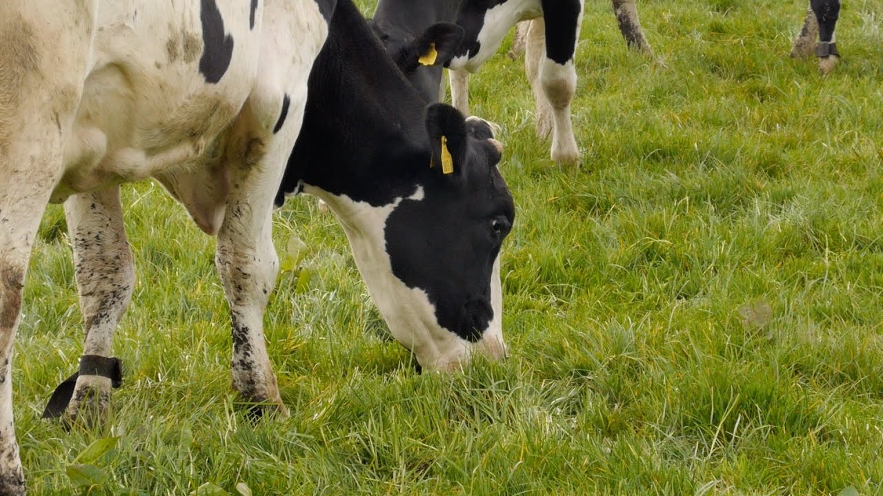 Glastry Farm on the Ards Peninsula
