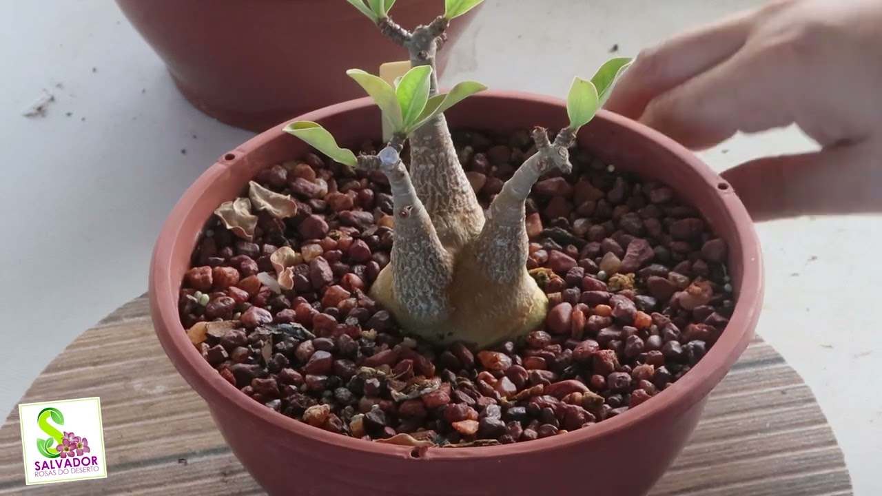 você conhece a arabicum MKMK uma rosa do deserto que todos admiram e desejam