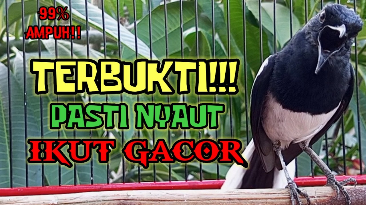 Terapi kacer ngeplong gacor, pancingan kacer, masteran kacer durasi panjang Berjam jam