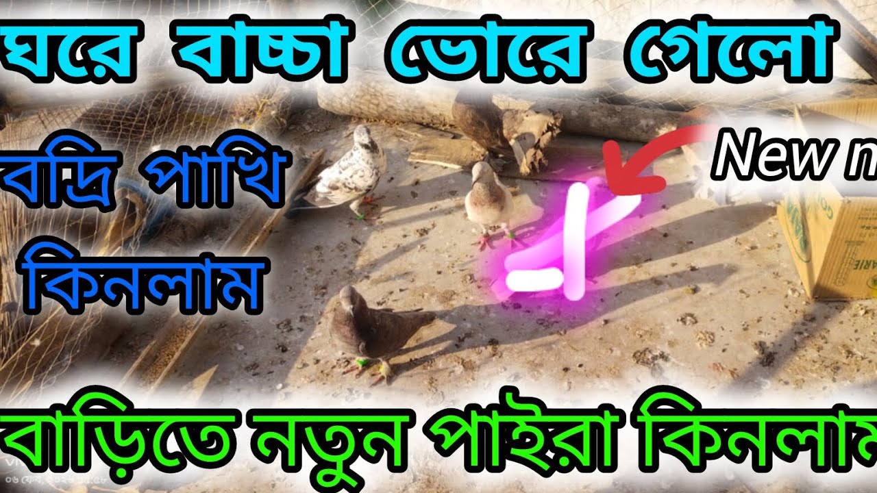 মেড্রাস কবুতর ঘরে নতুন পাইরা কিনলাম 😱 বদ্রি পাখি কিনে আনলাম ❤️