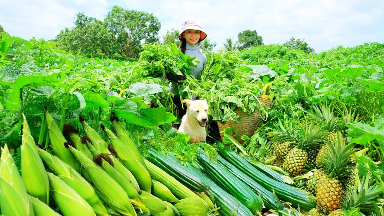 Harvest, Sell, And Cook: Pumpkin Leaves, Pineapple, Boiled Corn, And Gourd – Peaceful Rural Life