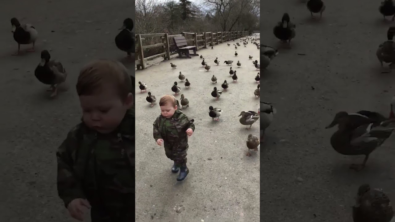 Cute Ducklings Follow Toddler Around Park