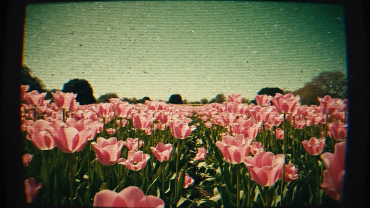 花畑に咲いた歯。食虫植物の悪夢　#carnivorous plants #dreamcore