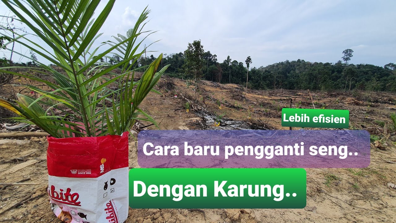 PENANAMAN KELAPA SAWIT || Karung pengganti seng