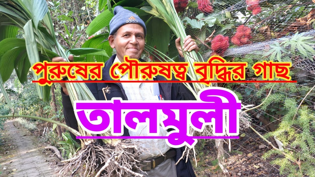 পুরুষের পুরুষত্ব বাড়ায় তাল্মুলী গাছের শিকড়||Mens Vitality Increaser Talmuli Root||Shree Sanjiban||