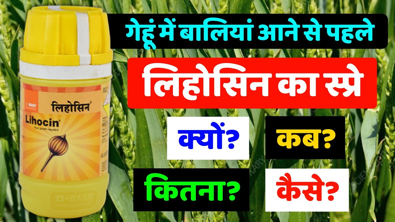 गेहूं में लिहोसिन का स्प्रे कब, क्यों और कैसे करें | पैदावार बढ़ाने वाला PGR 🌾👌