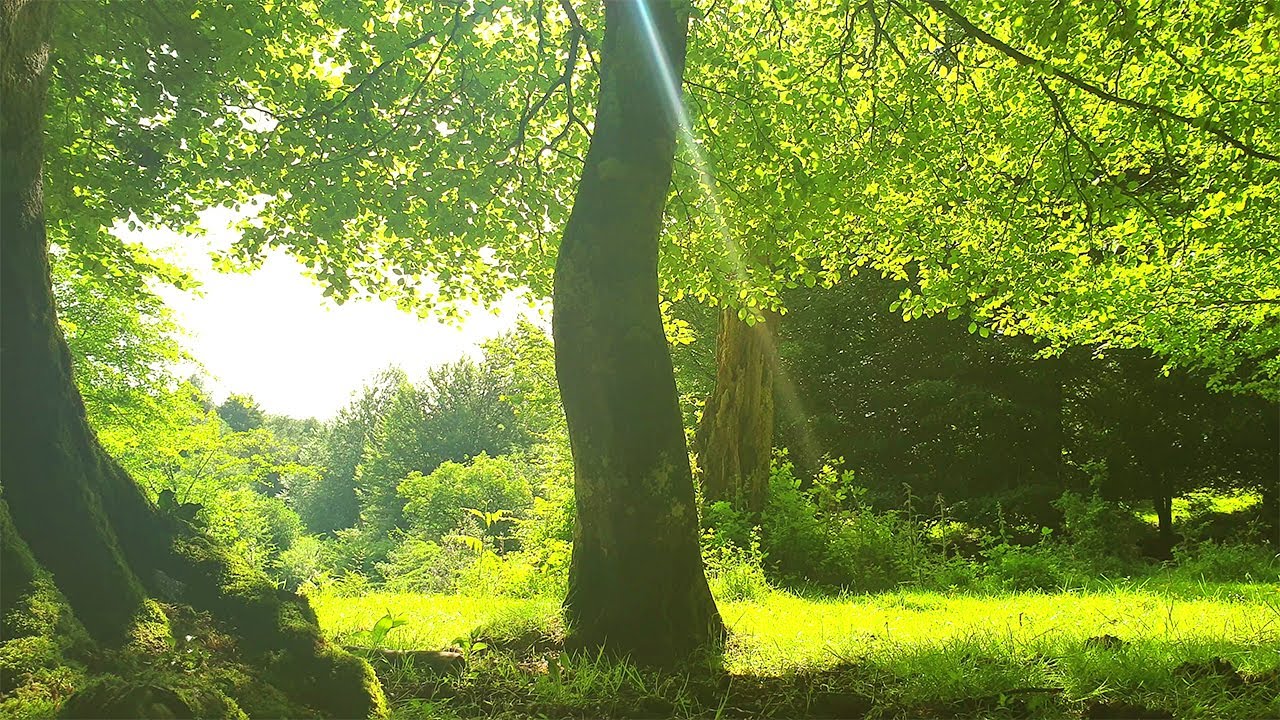 Relaxing Nature Ambience Meditation 🌳 Healing Spring Sounds in a Magical Forest on a Sunny Morning#2