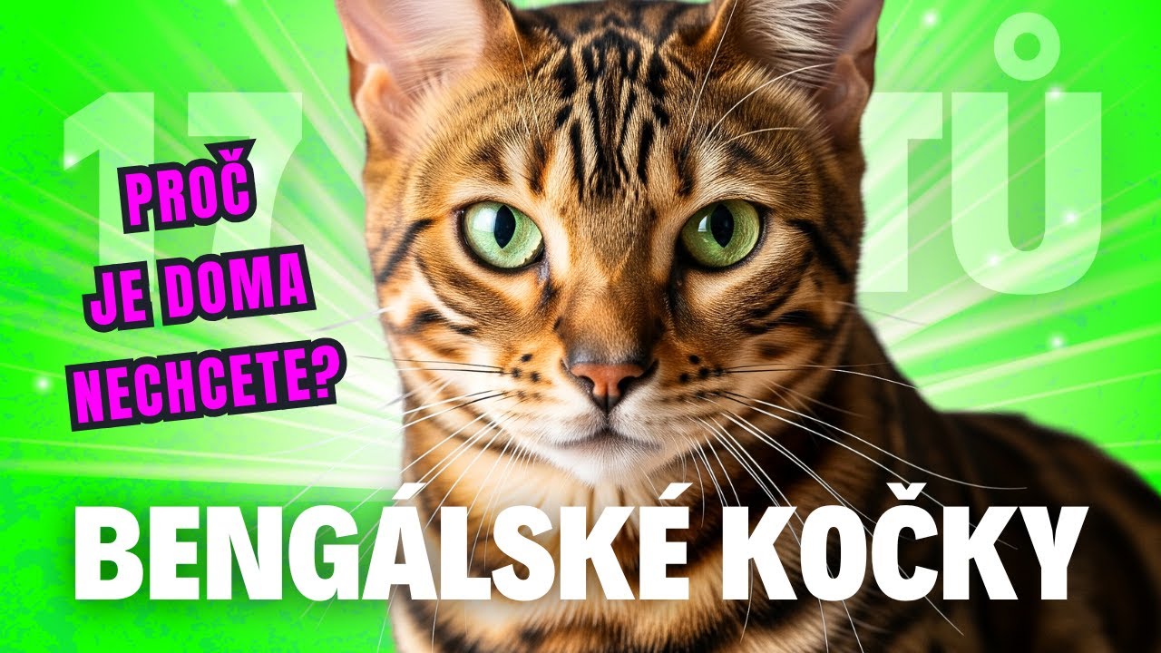 🤯 17 Faktů Bengálské Kočky – Domácí leopard, nebo nebezpečný mazlíček?