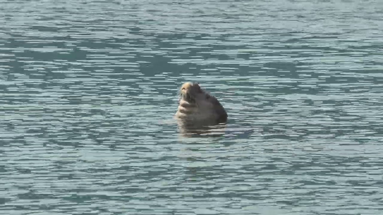 Very Sleepy Mediterranean Monk Seal!