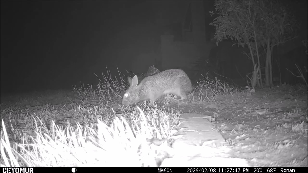 Bunny movie