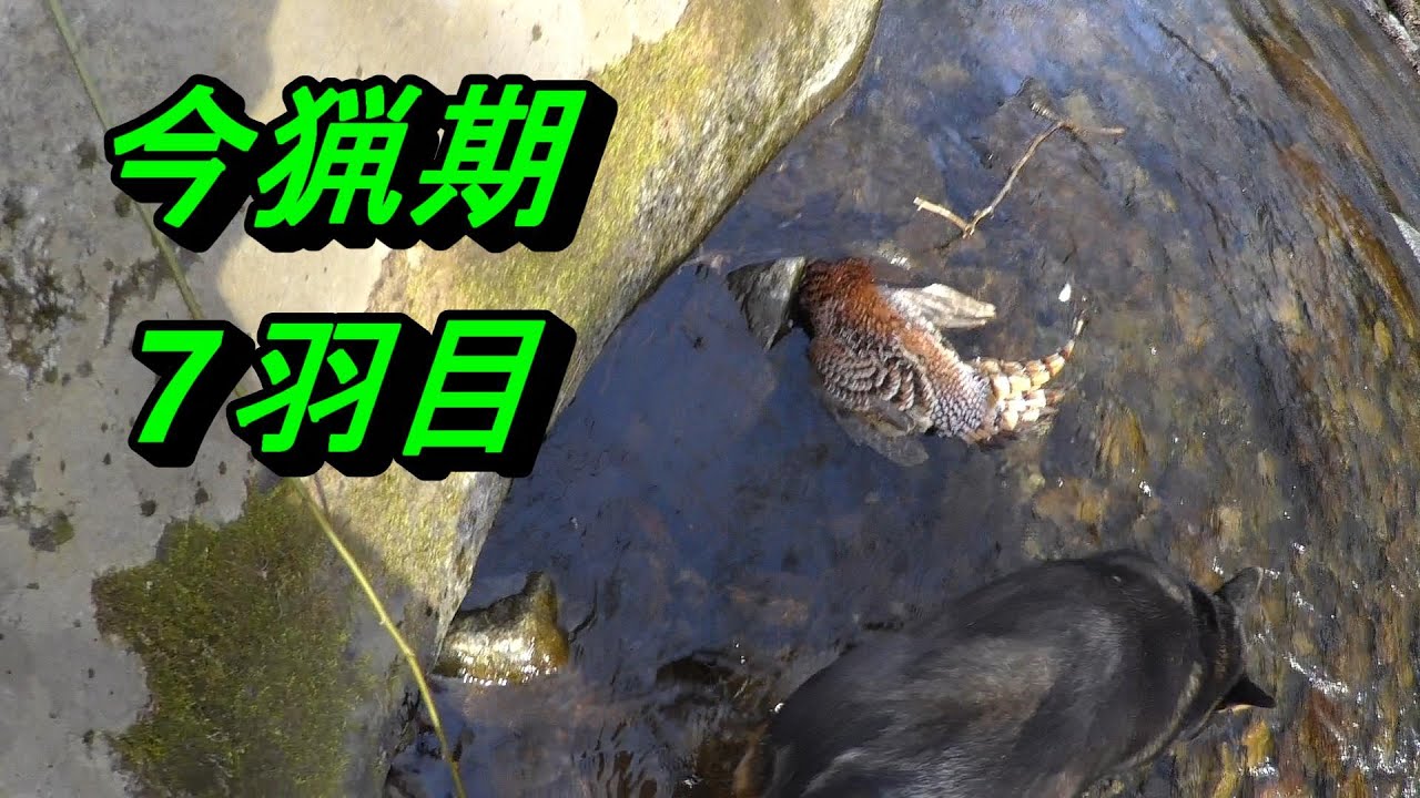 ヤマドリ猟20251213沢下り1羽
