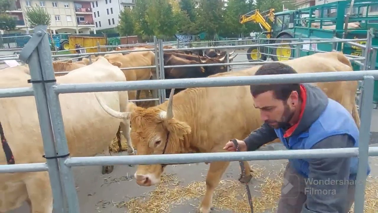 Feria de ganado Izarra(Araba)