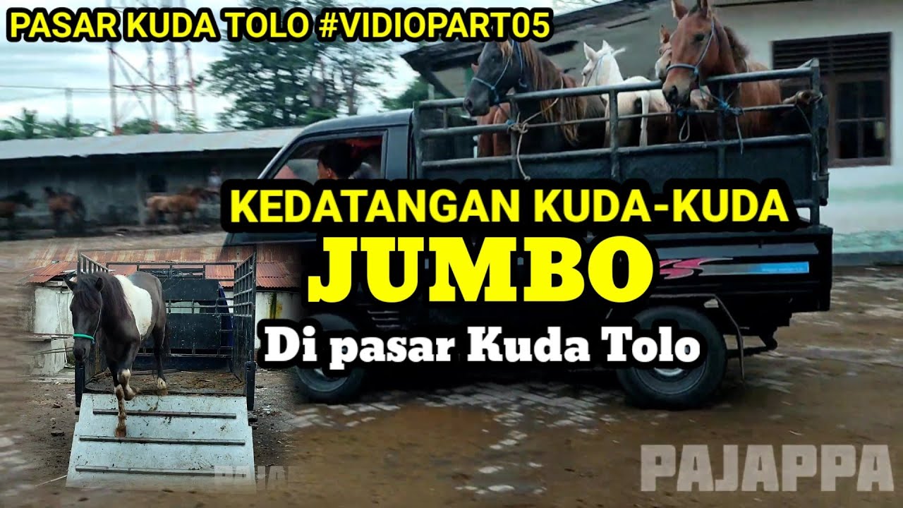 KEDATANGAN KUDA-KUDA JUMBO DI PASAR KUDA TOLO