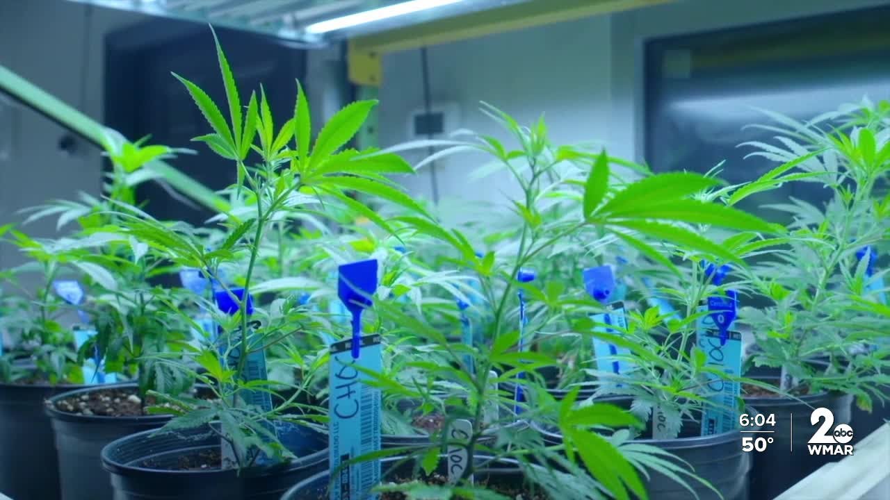 Who benefits from cannabis re-classification?