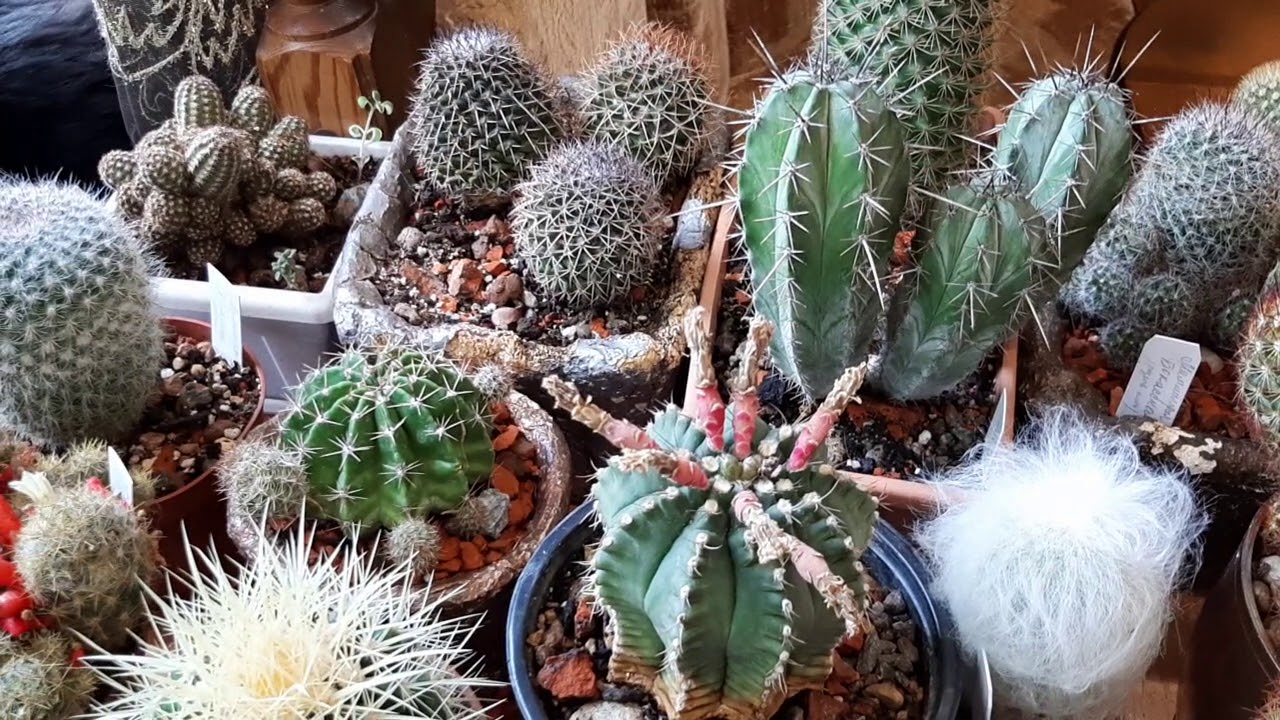 Мои кактусы🌵.Общий обзор.🌵🌵🌵С чего все началось🌵
