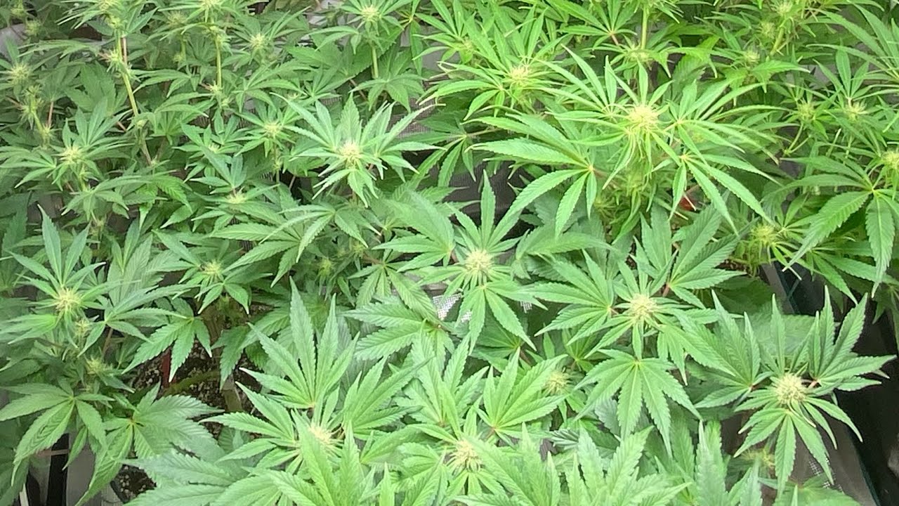 Crop King Seeds Gelato , TNB Naturals, Mars Hydro TS 1000, AC INFINITY T6 end of week 3 flower.