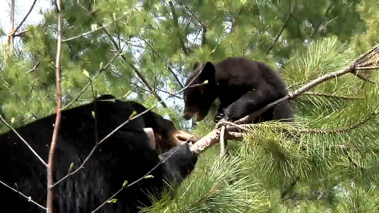 May 12, 2010 - Dislodge the Cub II
