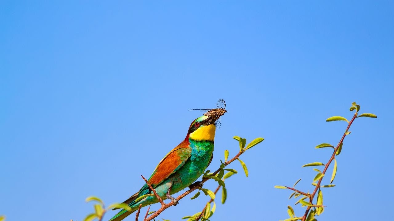 Relaxing Bird Sounds | Nature Ambience for Sleep, Study, Meditation & Stress Relief