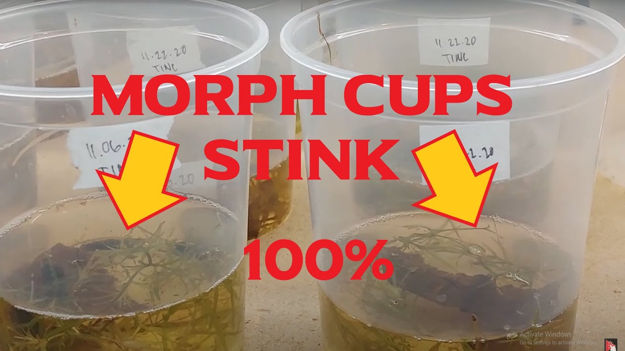 Dart Frog  Tadpole Release to Aquarium