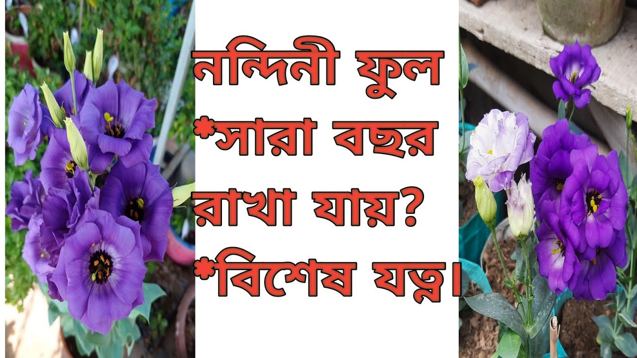 নন্দিনী ফুল /লিসিয়েন্থাস ফুল গাছের সম্পূর্ণ পরিচর্যা/How to grow and care Lisianthus Flower#garden