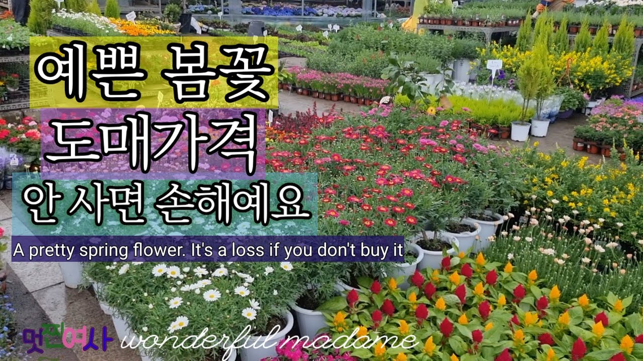 꽃값 전국 제일 싼곳/전국영농 화훼 유통조합/양재동 꽃시장/봄꽃 다량입고