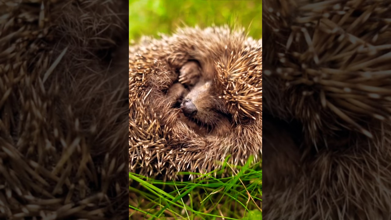 Hedgehog Ice Sleep! ❄️