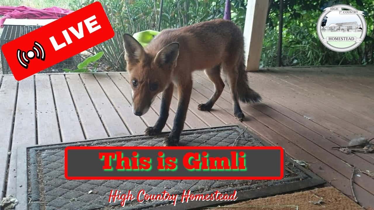 Foxes, Chickens & the Reality of Farm Life