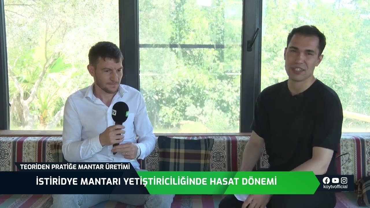 İSTİRİDYE MANTAR YETİŞTİRİCİLİĞİNDE HASAT DÖNEMİ | TEORİDEN PRATİĞE MANTAR ÜRETİMİ