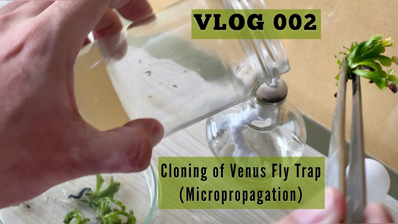 Cloning of Venus Fly Trap- Micropropagation. (English Subtitle Available)