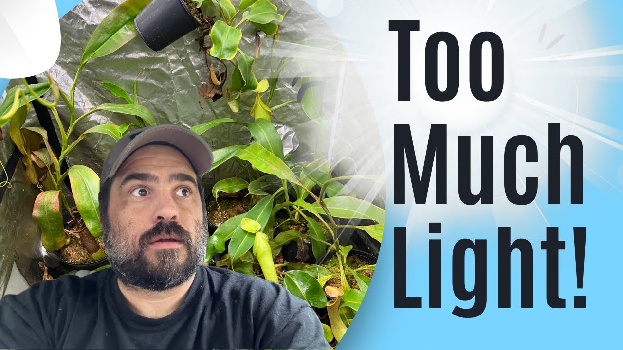 How Much Light Do Pitcher Plants Need?