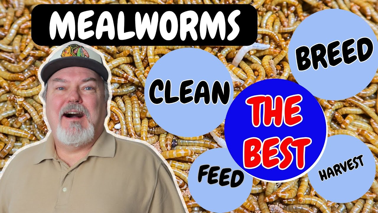 Mealworms-  Complete Care  ( Breeding, Growing, Harvesting, and Cleaning)  🪱🪱🪱🪱🪱