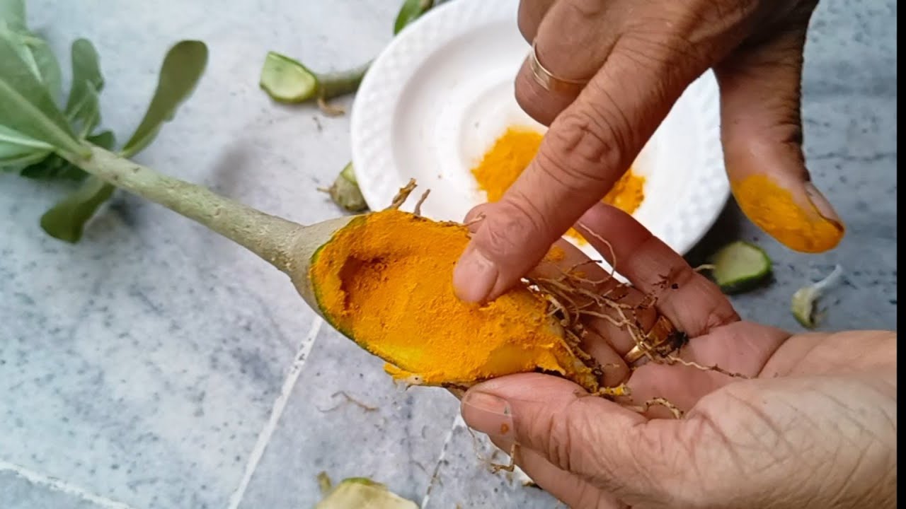 How to Fix Damaged or Fungus-Infested Adeniums with One Month Update