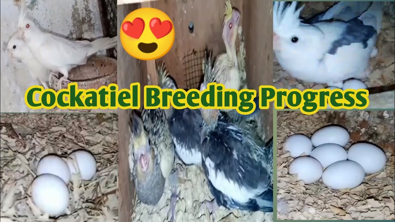 🥲Cockatiel Ki Breed Ko Nazar Lag Gi || Cockatiel Breeding Progress🥚🐥 || Heavenbirds