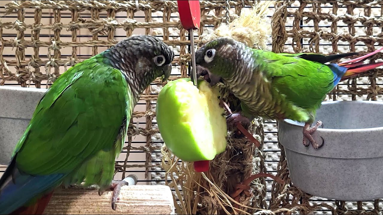 7 hours of conure parakeet singing and calling sounds
