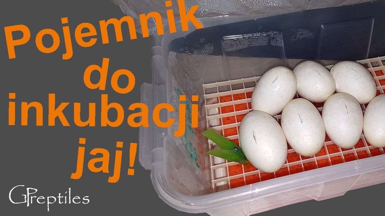 Jak przygotować pojemnik do inkubacji jaj Pytonów Królewskich!