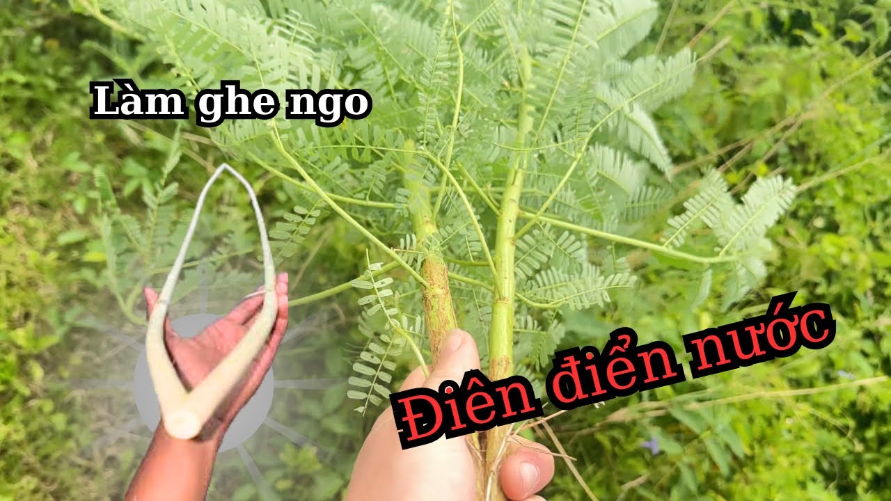 Thử làm ghe ngo điên điển nước từ cây điên điển 