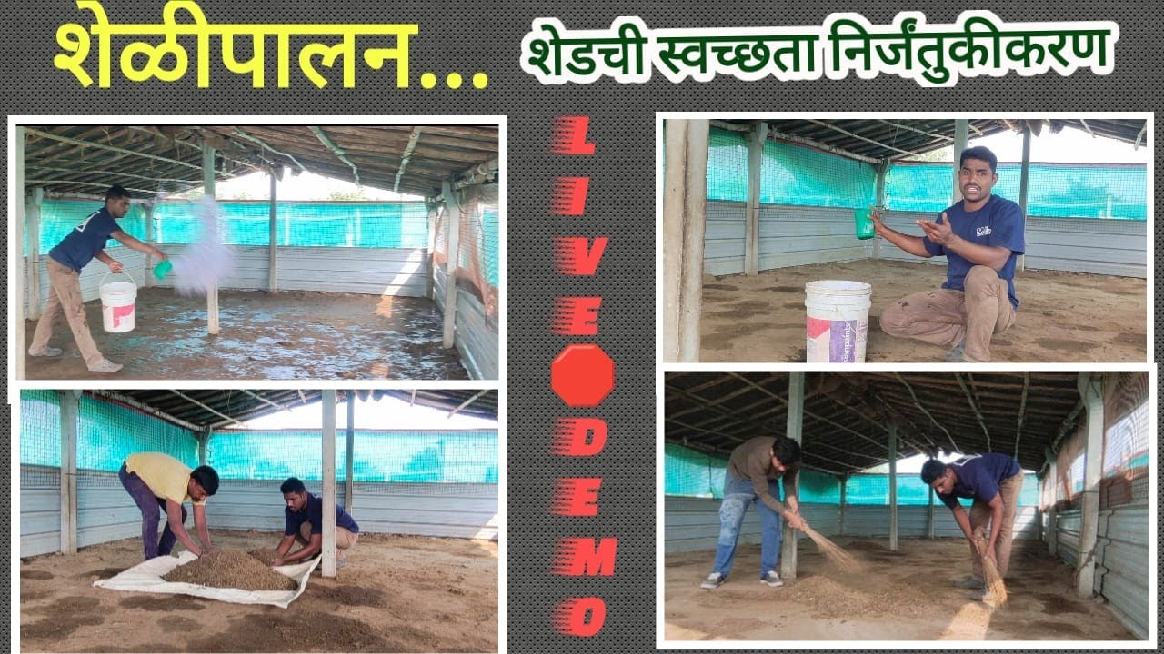 गोठ्यातील गोचीड,पिसवांचा नायनाट | गोठा साफ सफाई | सर्व प्रॅक्टिकल माहिती. #Satish Sir #viral