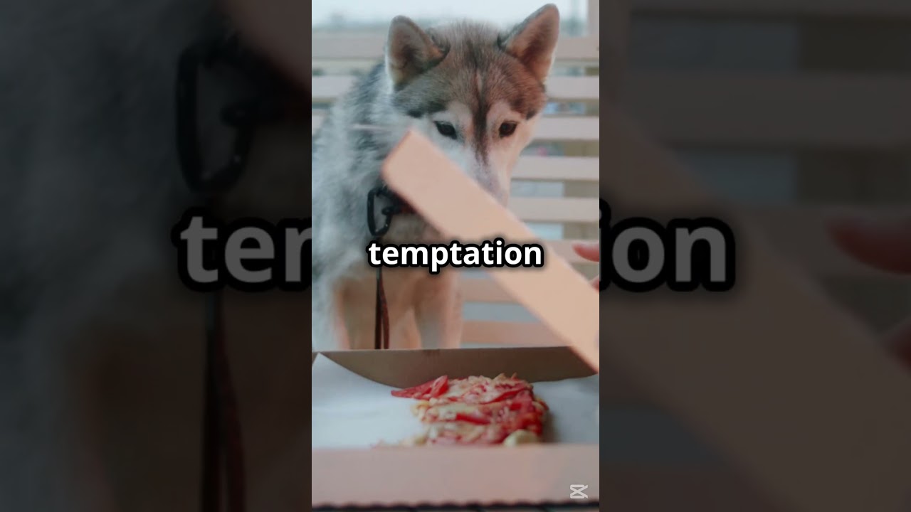 General Pet Care 