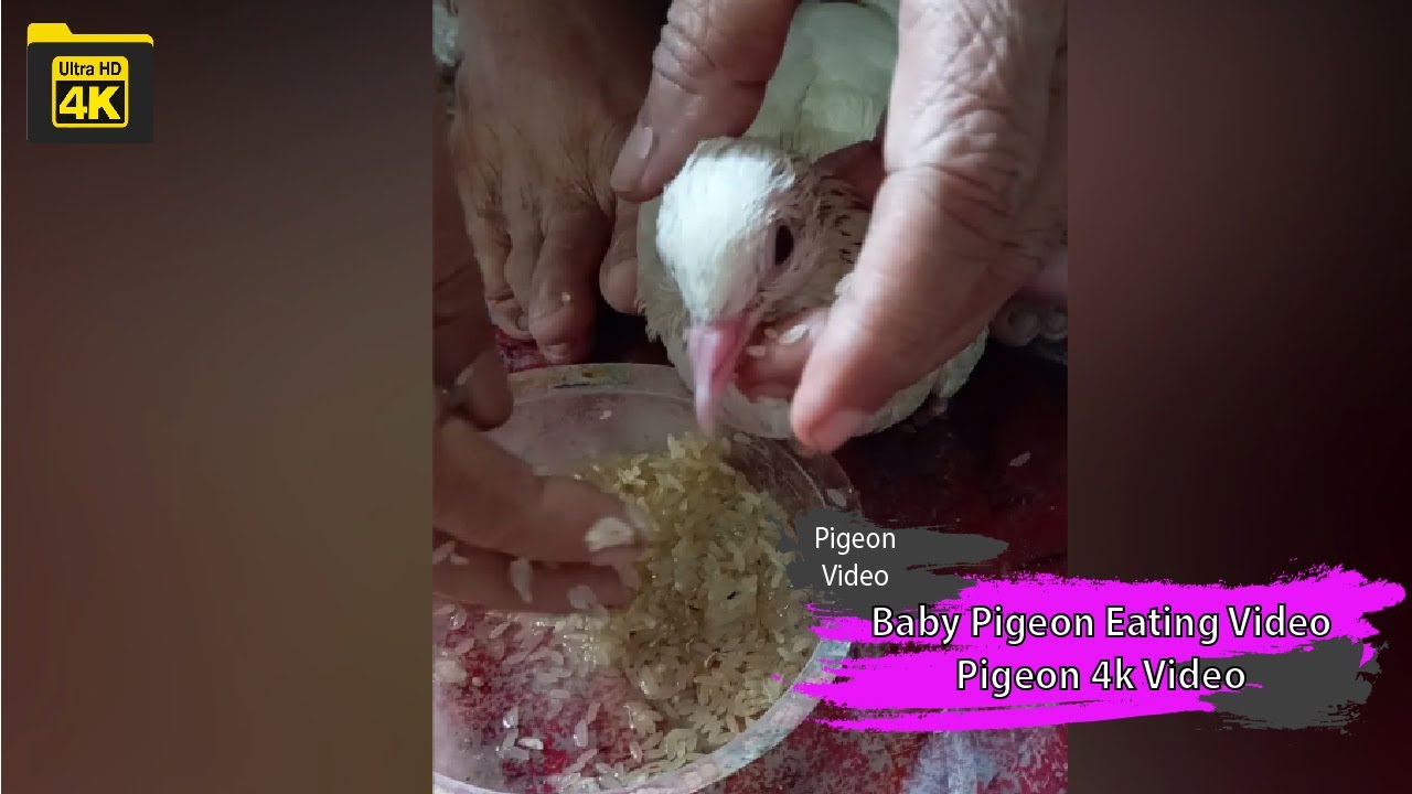 Baby Pigeon Eating Original Video Fancy Pigeon Pigeon 4k Video at Home