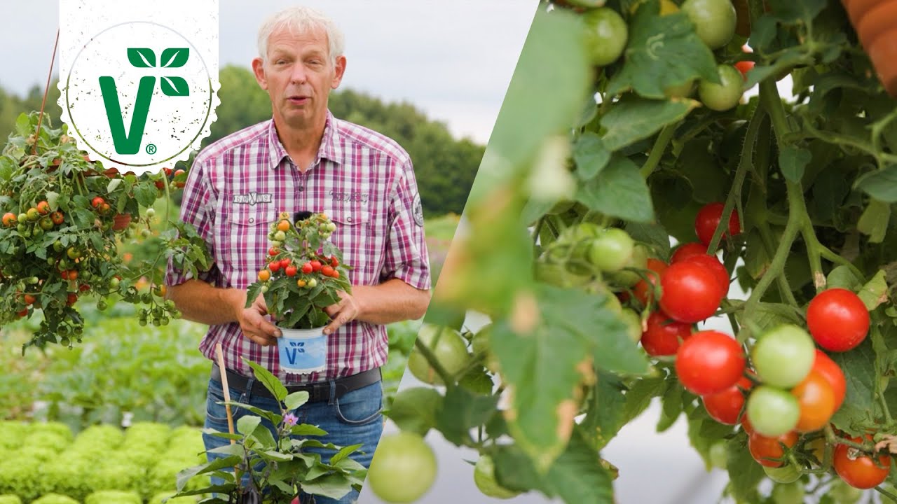 Gemüsegarten auf dem Fensterbrett