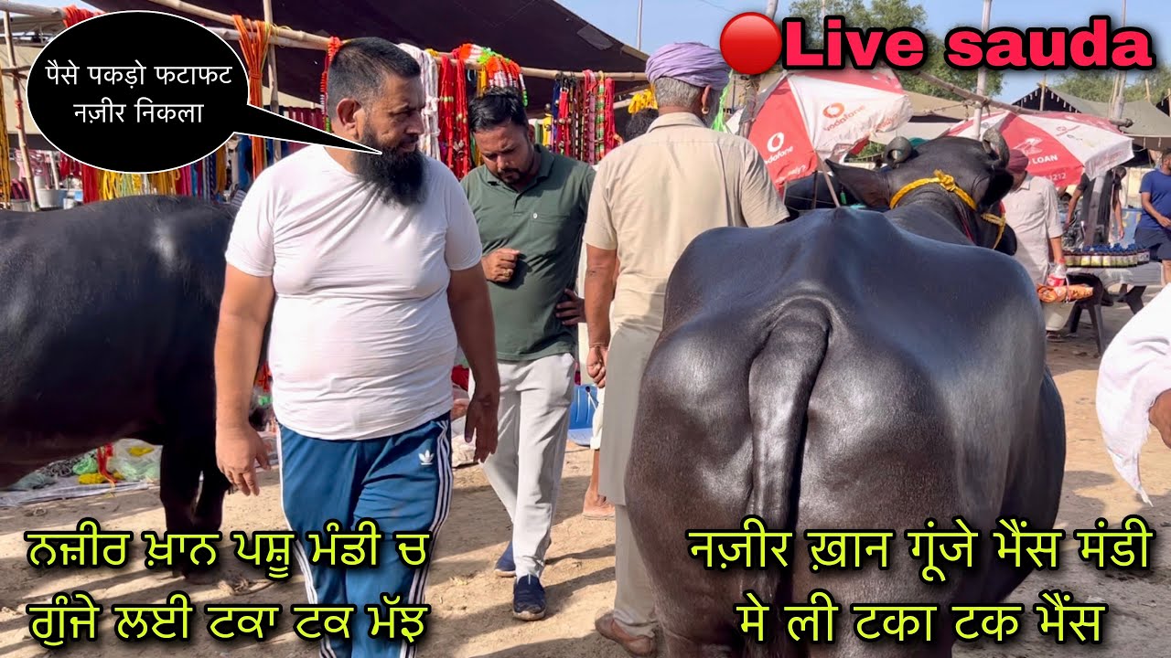 नज़ीर ख़ान गूंजे भैंस मंडी मे ली टका टक भैंस #live_sauda pashu mandi buffalo @Farming baba Punjab