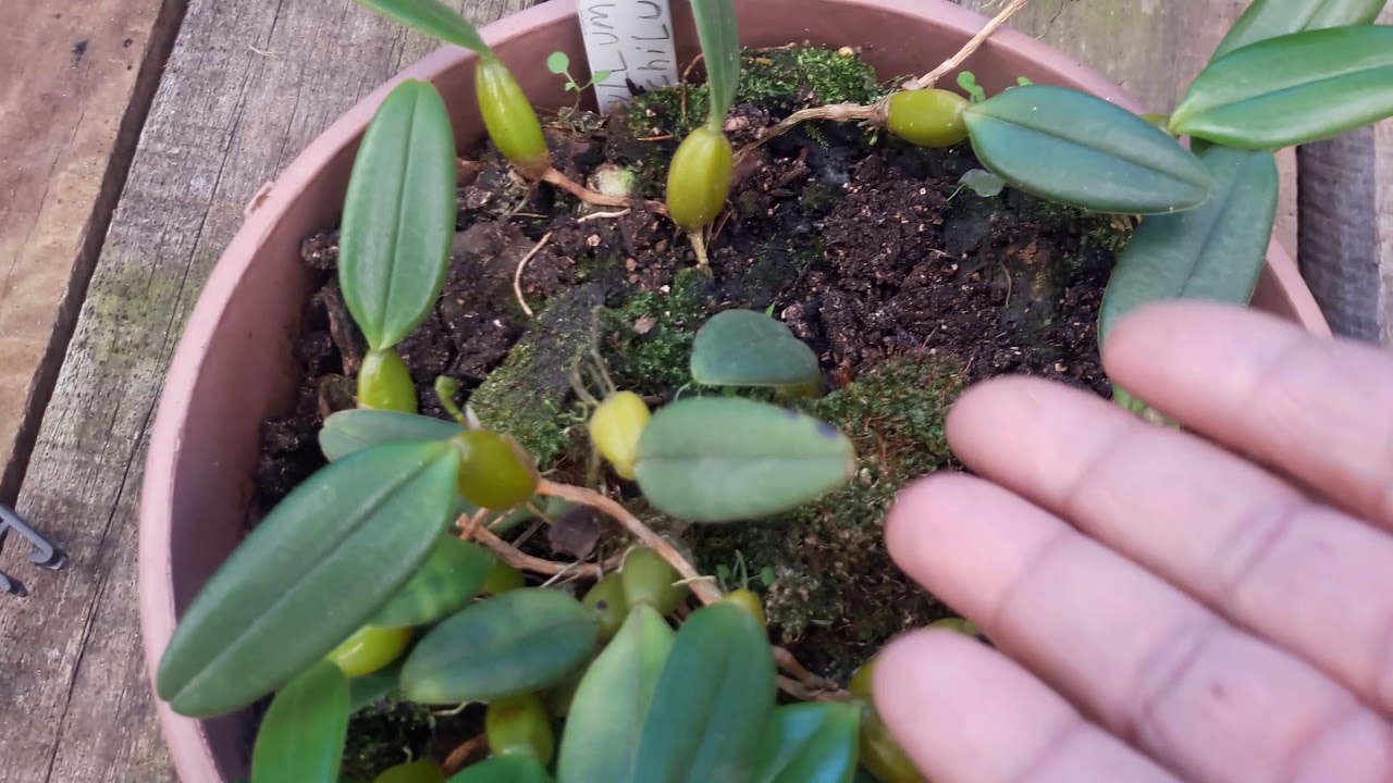 #cultivo Bulbophyllum Lasiochilum