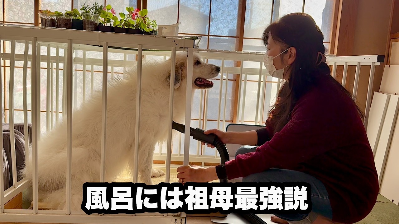 お風呂が嫌いすぎて駄々こねまくりの超大型犬【祖母最強？編】