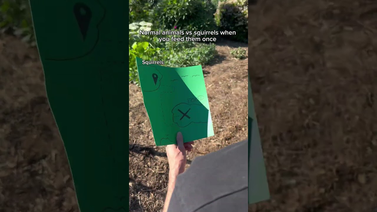 Normal animals vs squirrels when you feed them once. 