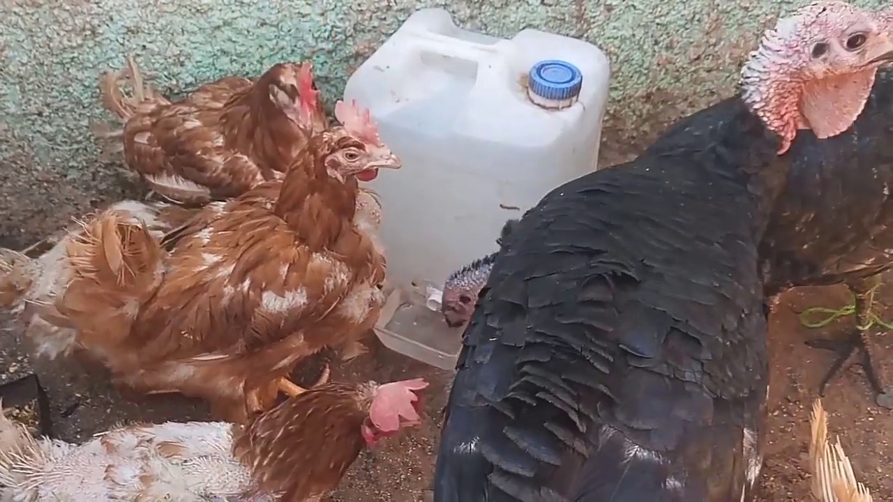 صنع شرابة دجاج بأبسط طريقةChicken Tassel