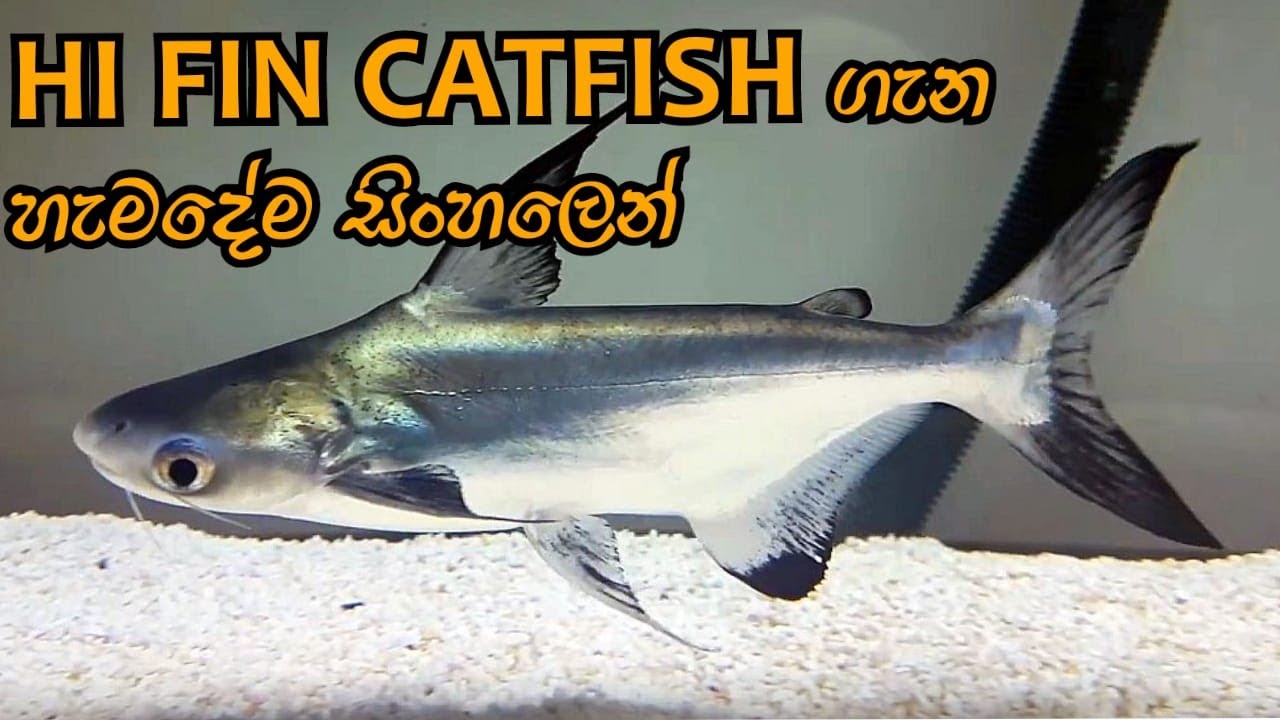 Hi Fin catfish care in sinhala/D.H FISH ADVISOR