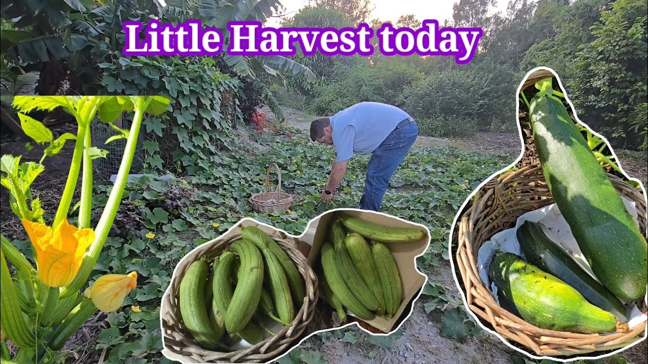 Pinag Harvest ko si Mister