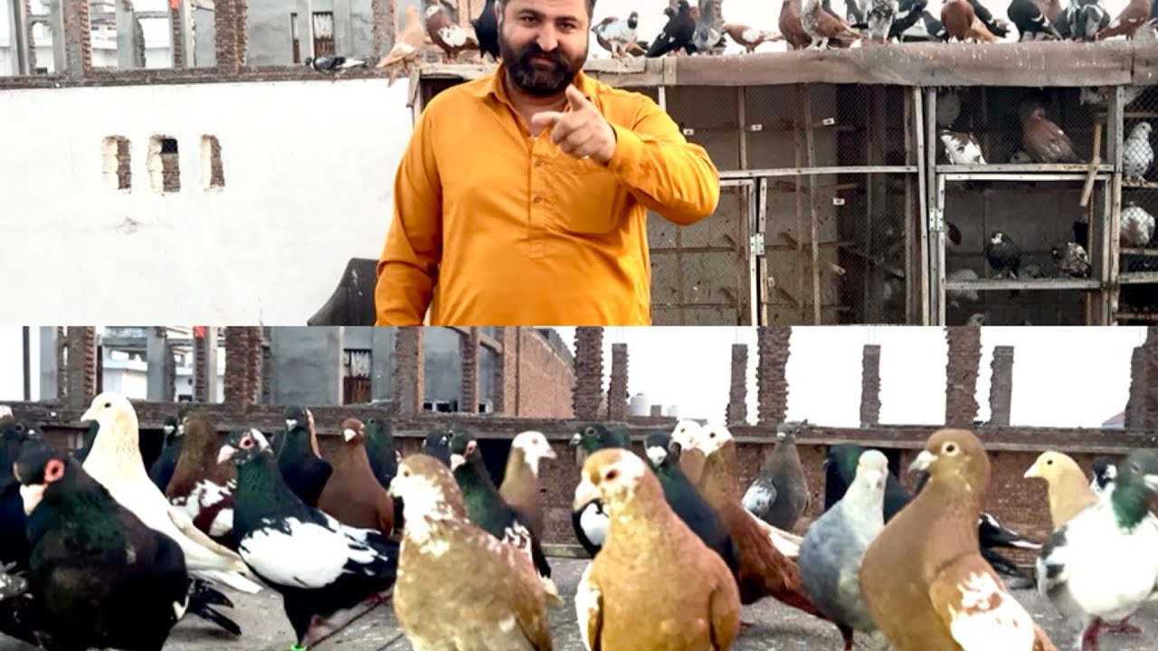 Today new entry ❤️fighter kabuter 60 kabuter le ye ha #pigeon #pegionsvideos #bird #pegionslover 
