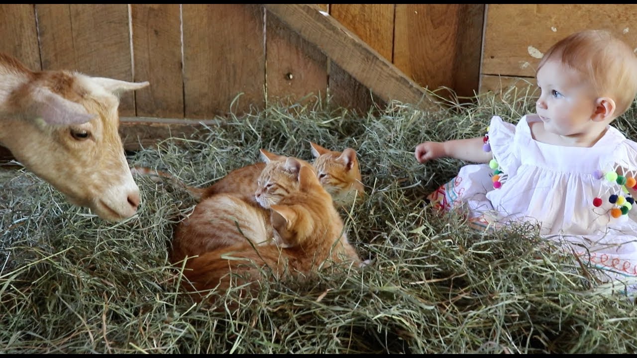 Baby Barn Time